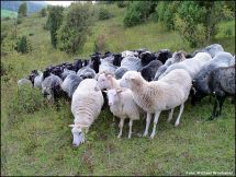 5 Beweidung durch Heidschnucken.JPG